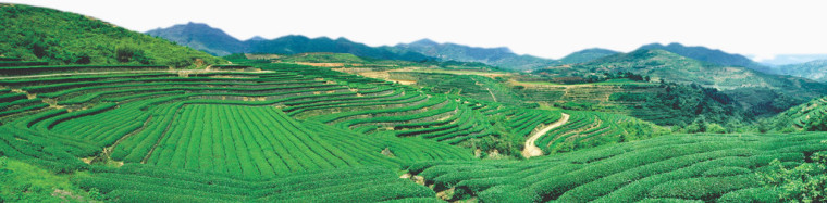 山，绿山，茶山