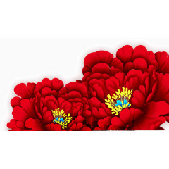 盛开的高贵的牡丹花