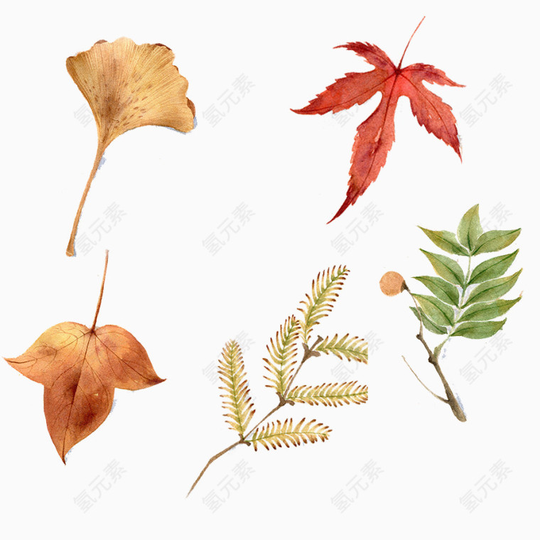 三角枫水杉植物免抠图