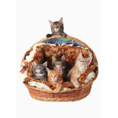 创意篮子里的猫咪