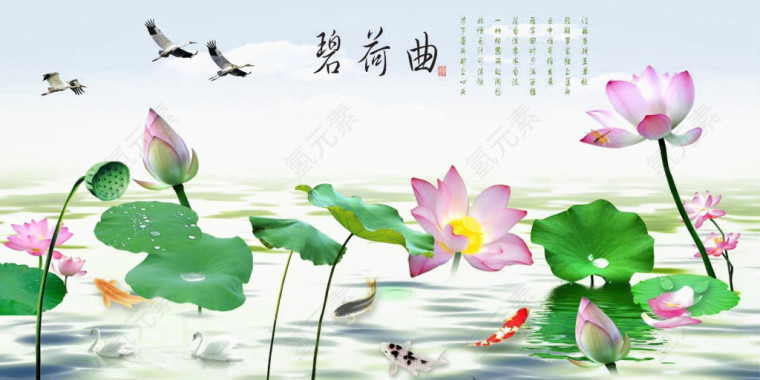 水中漂亮的荷花
