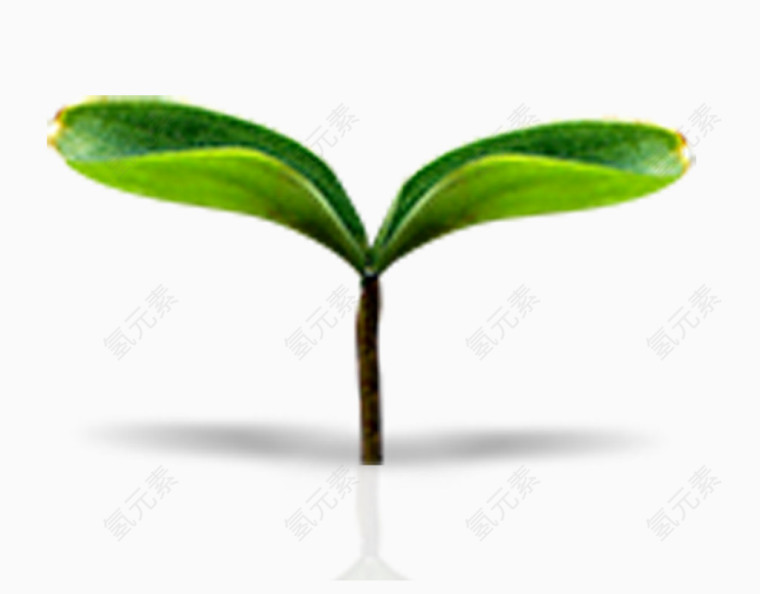 破土而出的小芽