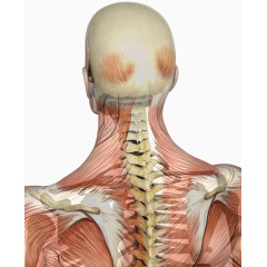 人体肌肉骨骼图片