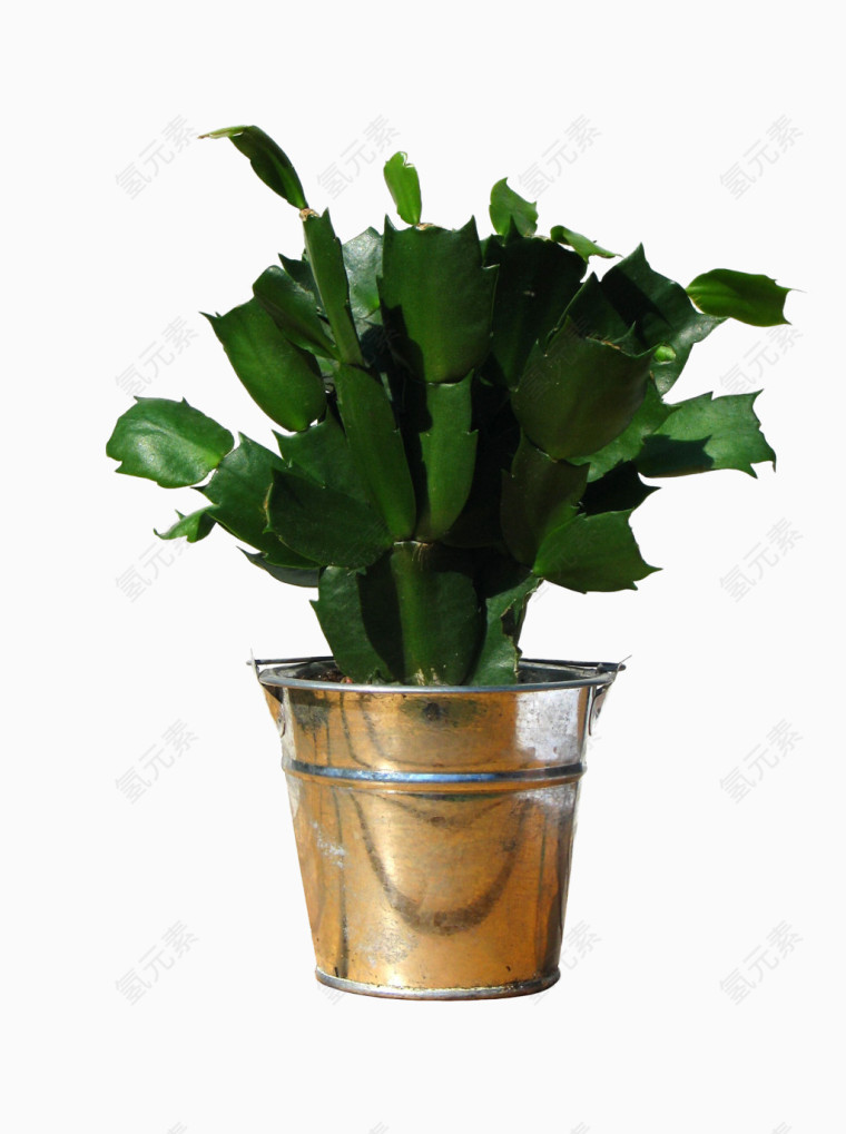绿色修剪植物
