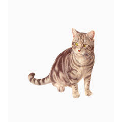 看向某处的猫咪