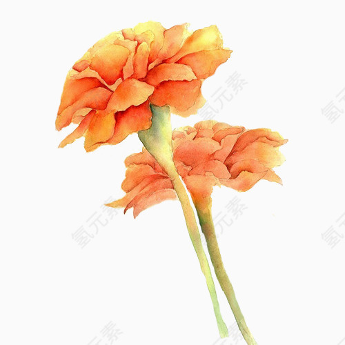 红色金盏菊花插画