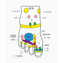 人体脚底穴位图