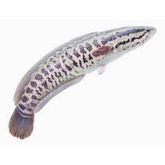 河里的黑鱼免抠素材