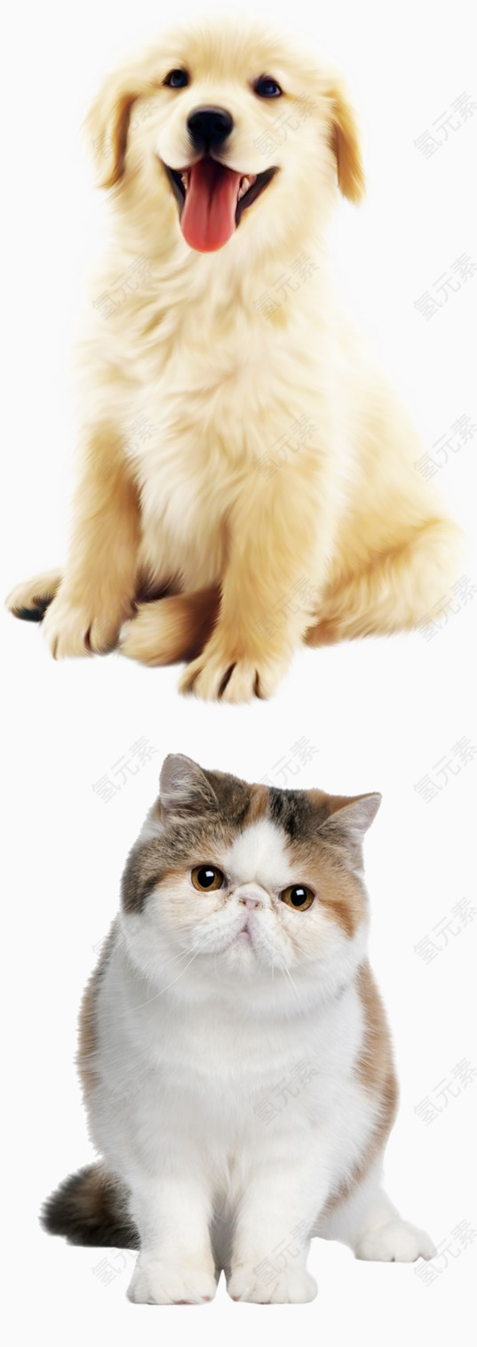 可爱小金毛加菲猫