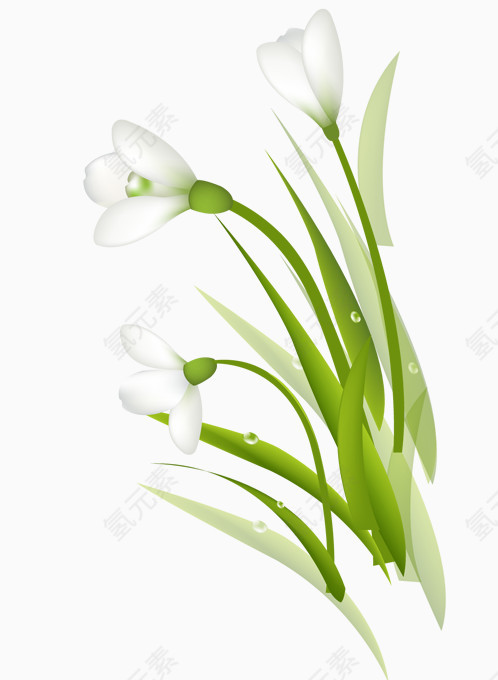 清雅水仙花