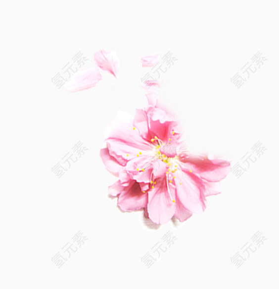 水彩花卉