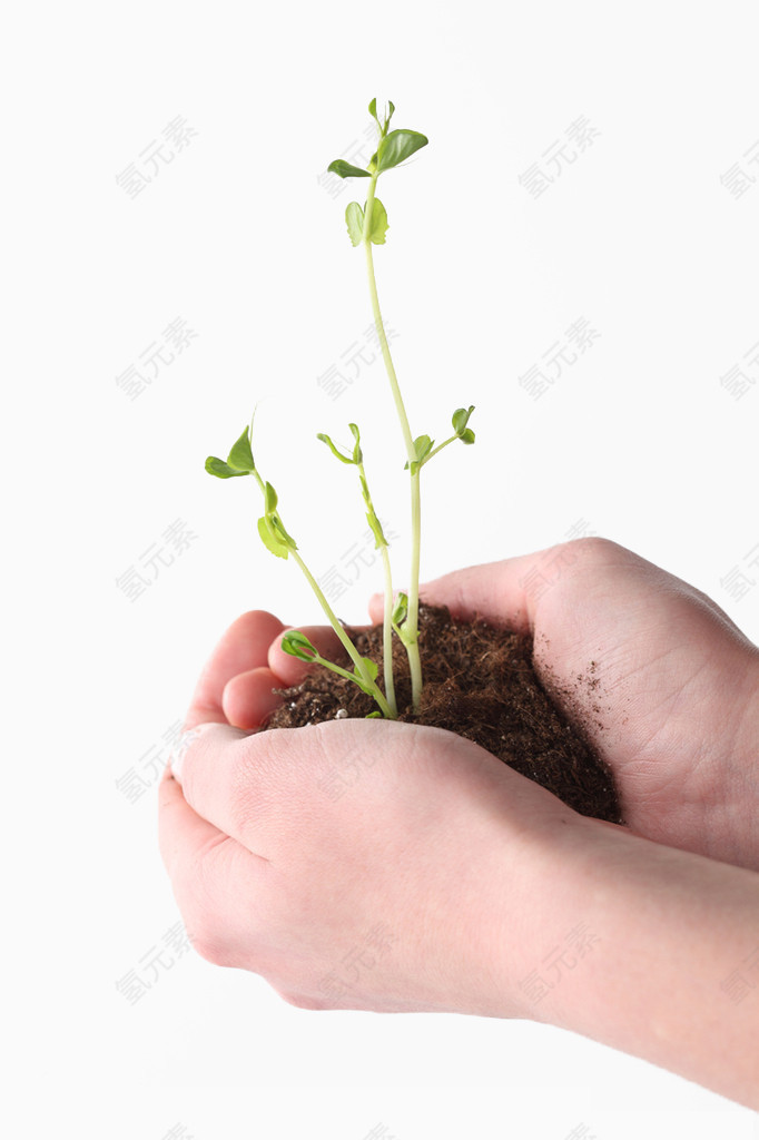 捧在手心的嫩芽