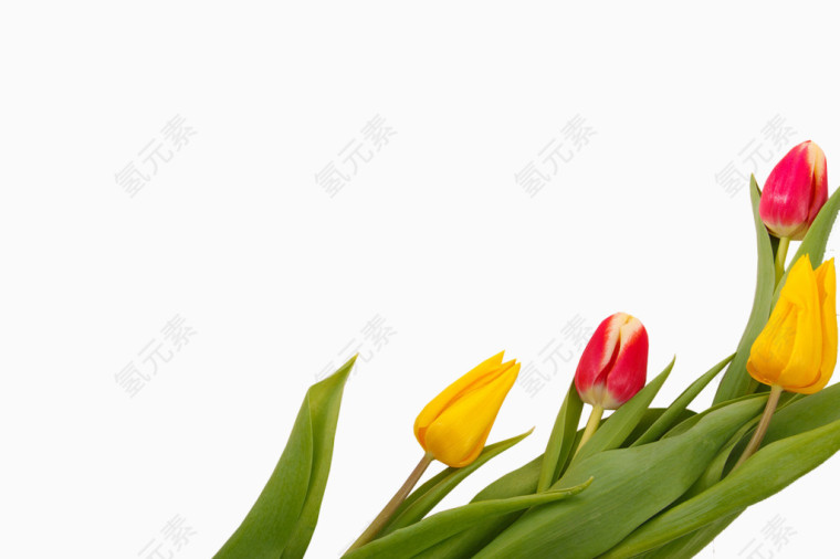 黄色鲜花