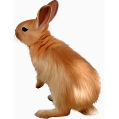 创意手绘小兔子