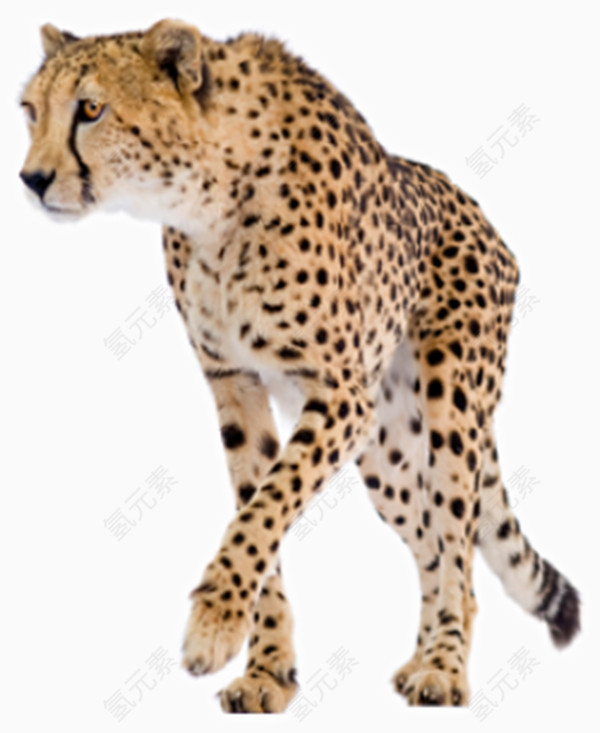 森林动物猎豹