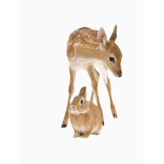 梅花鹿和小兔子