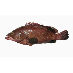 赤点石斑鱼高清图片