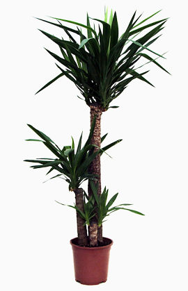 室内植物剑兰春