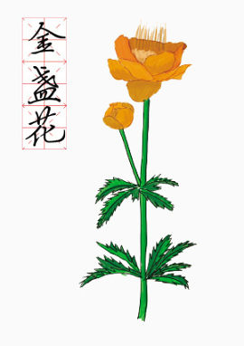 绘制金盏花