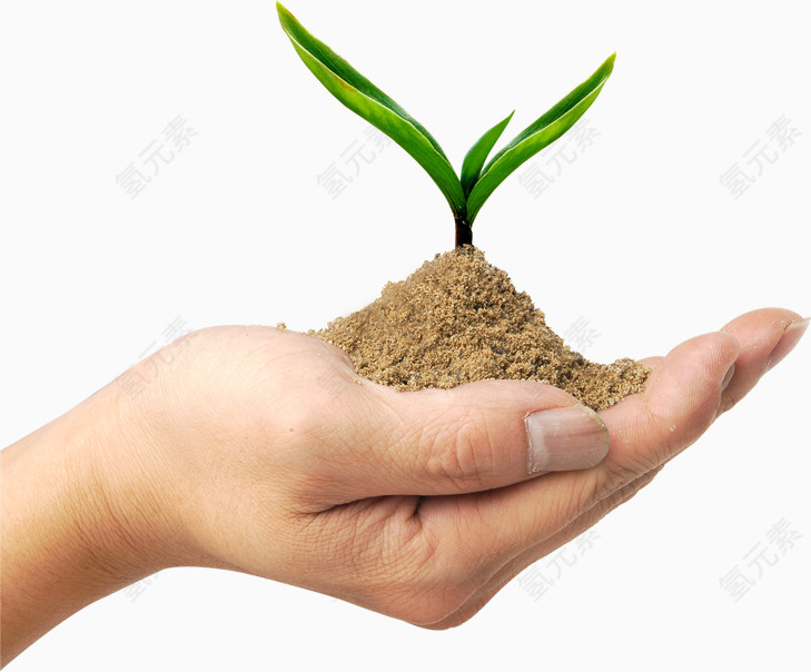 植物