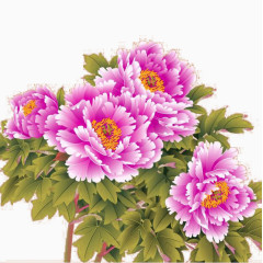 牡丹花丛矢量图片