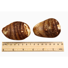 新鲜毛芋头全家福