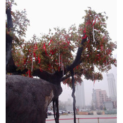 大石头旁边的许愿树