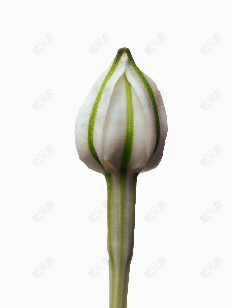 白茶花花苞