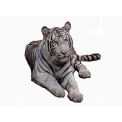 白色的老虎在休息