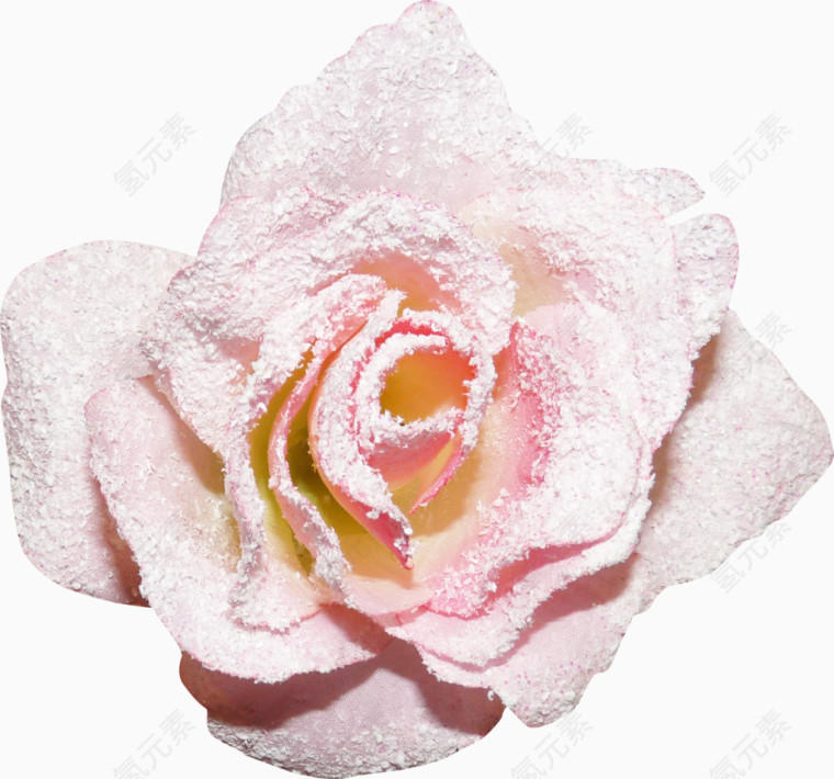 雪中的花朵