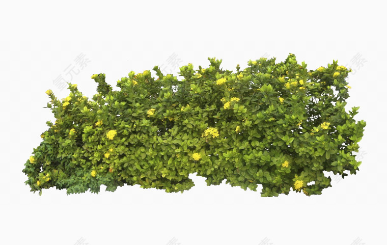 灌木中的小黄花