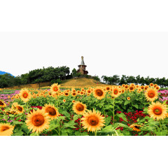 深圳东部华侨城太阳花