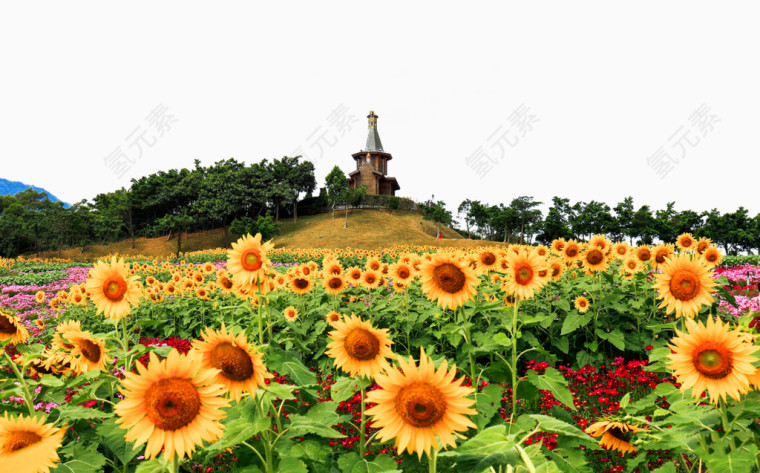 深圳东部华侨城太阳花