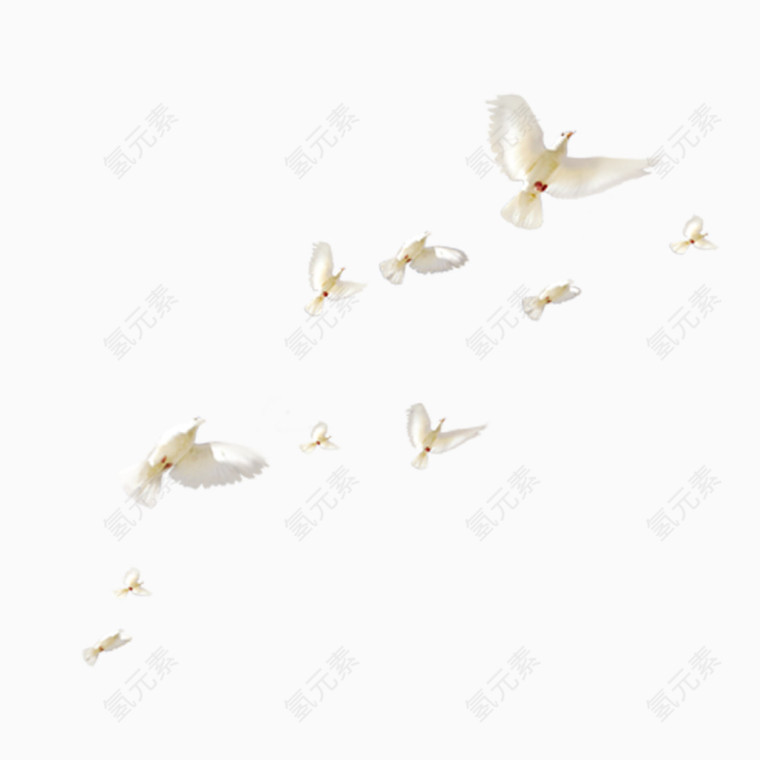 一群白鸽
