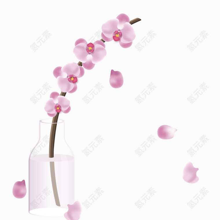 矢量蝴蝶兰