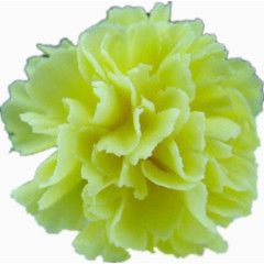 康乃馨花瓣花朵