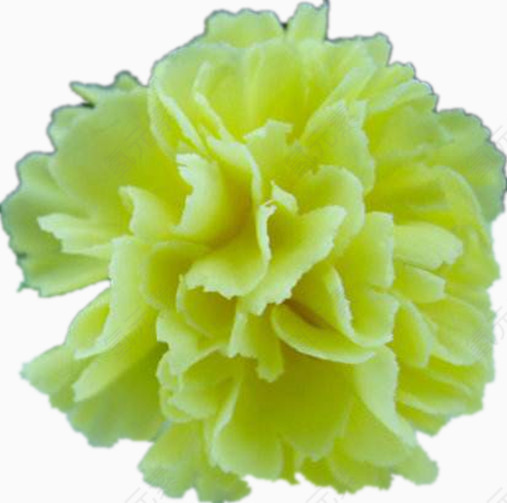 康乃馨花瓣花朵