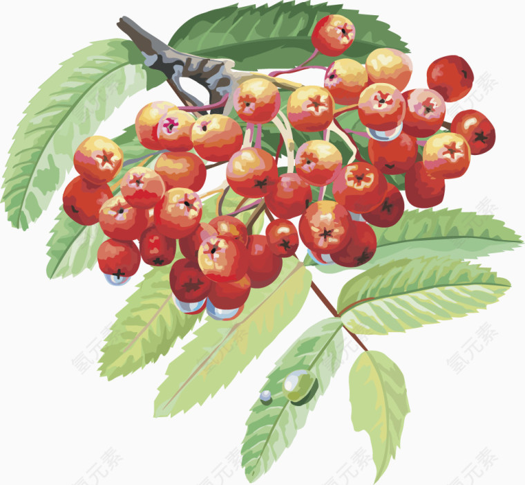 水果矢量图灯笼果樱桃
