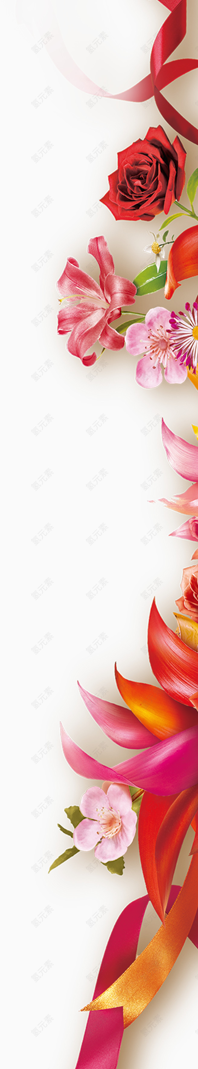 彩带玫瑰花
