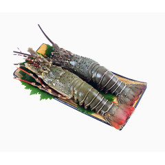 澳洲青龙虾特写