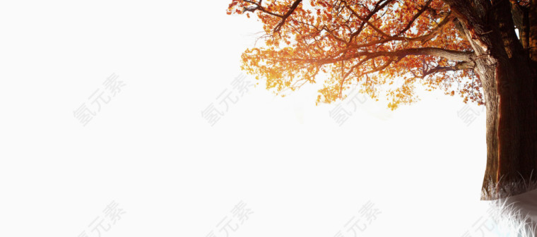 大树装饰背景