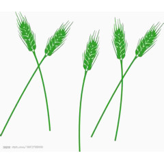 绿色麦苗