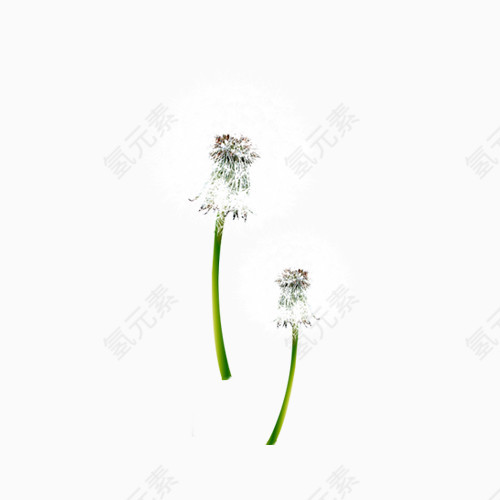 浪漫 飞絮 蒲公英 植物