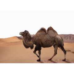 沙漠中的骆驼