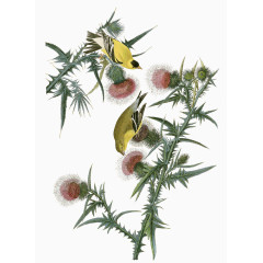 鸡冠花上的小鸟