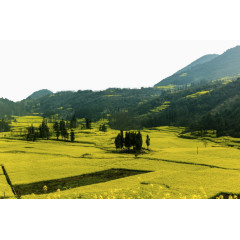 云南罗平油菜花风景