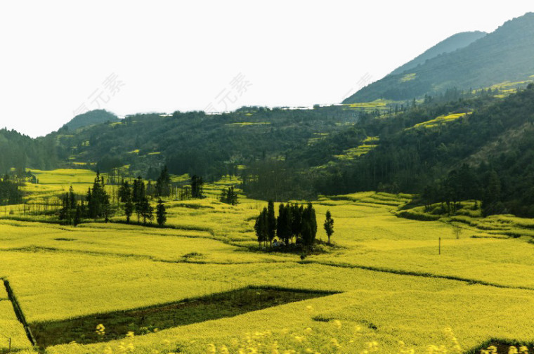 云南罗平油菜花风景