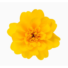 万寿菊特写素材