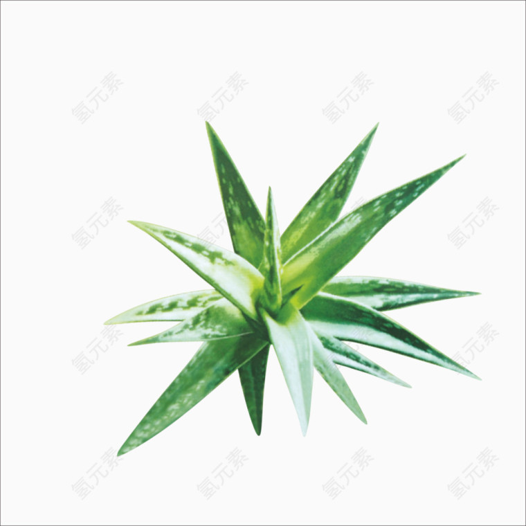 芦荟