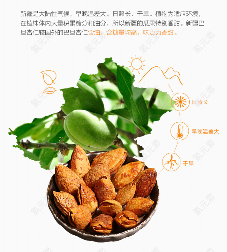 杏仁介绍特点